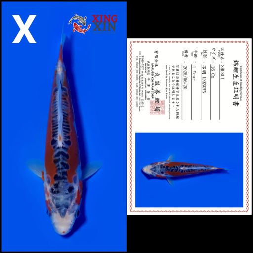 Ikan Koi SHUSUI MARUSEI 16cm, lelang koi SHUSUI MARUSEI 16cm, jual koi SHUSUI MARUSEI 16cm, beli koi SHUSUI MARUSEI 16cm, Lelang Koi Online, Jual Beli Ikan Koi, Pusat Jual Beli Koi, Info Lelang Koi Hari Ini, Platform Jual Beli Koi, Jual Beli Ikan Koi Online, Marketplace Ikan Koi, Jual Koi Terbaik, Tempat Beli Koi Berkualitas, Pasar Ikan Koi Online Terpercaya, Penjual Ikan Koi Terpercaya, Beli Koi Hias Online, Ikan Koi untuk Dijual, Koi Kualitas Terbaik, Toko Online Ikan Koi, Koi Hias Untuk Dijual, Jual Beli Ikan Koi Lokal, Koi Indonesia Online, Pusat Jual Beli Koi Terbesar