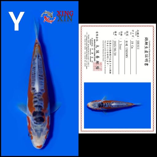 Ikan Koi SHUSUI MARUSEI 19cm, lelang koi SHUSUI MARUSEI 19cm, jual koi SHUSUI MARUSEI 19cm, beli koi SHUSUI MARUSEI 19cm, Lelang Koi Online, Jual Beli Ikan Koi, Pusat Jual Beli Koi, Info Lelang Koi Hari Ini, Platform Jual Beli Koi, Jual Beli Ikan Koi Online, Marketplace Ikan Koi, Jual Koi Terbaik, Tempat Beli Koi Berkualitas, Pasar Ikan Koi Online Terpercaya, Penjual Ikan Koi Terpercaya, Beli Koi Hias Online, Ikan Koi untuk Dijual, Koi Kualitas Terbaik, Toko Online Ikan Koi, Koi Hias Untuk Dijual, Jual Beli Ikan Koi Lokal, Koi Indonesia Online, Pusat Jual Beli Koi Terbesar