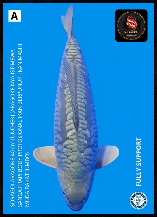 Ikan Koi SORAGOI ARAGOKE 40cm, lelang koi SORAGOI ARAGOKE 40cm, jual koi SORAGOI ARAGOKE 40cm, beli koi SORAGOI ARAGOKE 40cm, Lelang Koi Online, Jual Beli Ikan Koi, Pusat Jual Beli Koi, Info Lelang Koi Hari Ini, Platform Jual Beli Koi, Jual Beli Ikan Koi Online, Marketplace Ikan Koi, Jual Koi Terbaik, Tempat Beli Koi Berkualitas, Pasar Ikan Koi Online Terpercaya, Penjual Ikan Koi Terpercaya, Beli Koi Hias Online, Ikan Koi untuk Dijual, Koi Kualitas Terbaik, Toko Online Ikan Koi, Koi Hias Untuk Dijual, Jual Beli Ikan Koi Lokal, Koi Indonesia Online, Pusat Jual Beli Koi Terbesar