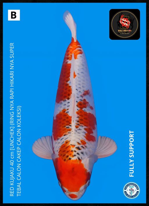 Ikan Koi RED KUJAKU 40cm, lelang koi RED KUJAKU 40cm, jual koi RED KUJAKU 40cm, beli koi RED KUJAKU 40cm, Lelang Koi Online, Jual Beli Ikan Koi, Pusat Jual Beli Koi, Info Lelang Koi Hari Ini, Platform Jual Beli Koi, Jual Beli Ikan Koi Online, Marketplace Ikan Koi, Jual Koi Terbaik, Tempat Beli Koi Berkualitas, Pasar Ikan Koi Online Terpercaya, Penjual Ikan Koi Terpercaya, Beli Koi Hias Online, Ikan Koi untuk Dijual, Koi Kualitas Terbaik, Toko Online Ikan Koi, Koi Hias Untuk Dijual, Jual Beli Ikan Koi Lokal, Koi Indonesia Online, Pusat Jual Beli Koi Terbesar