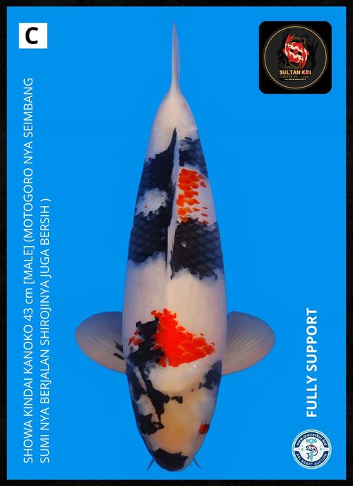Ikan Koi SHOWA KINDAI KANOKO 43cm, lelang koi SHOWA KINDAI KANOKO 43cm, jual koi SHOWA KINDAI KANOKO 43cm, beli koi SHOWA KINDAI KANOKO 43cm, Lelang Koi Online, Jual Beli Ikan Koi, Pusat Jual Beli Koi, Info Lelang Koi Hari Ini, Platform Jual Beli Koi, Jual Beli Ikan Koi Online, Marketplace Ikan Koi, Jual Koi Terbaik, Tempat Beli Koi Berkualitas, Pasar Ikan Koi Online Terpercaya, Penjual Ikan Koi Terpercaya, Beli Koi Hias Online, Ikan Koi untuk Dijual, Koi Kualitas Terbaik, Toko Online Ikan Koi, Koi Hias Untuk Dijual, Jual Beli Ikan Koi Lokal, Koi Indonesia Online, Pusat Jual Beli Koi Terbesar