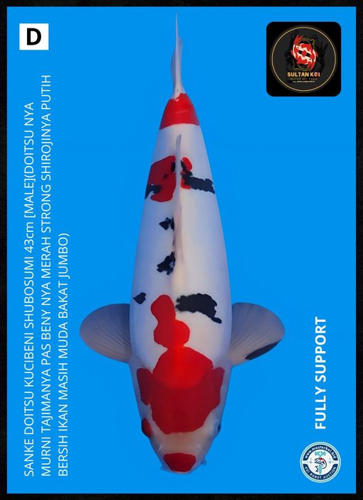 Ikan Koi SANKE DOITSU KUCIBENI SHUBOSUMI 43cm, lelang koi SANKE DOITSU KUCIBENI SHUBOSUMI 43cm, jual koi SANKE DOITSU KUCIBENI SHUBOSUMI 43cm, beli koi SANKE DOITSU KUCIBENI SHUBOSUMI 43cm, Lelang Koi Online, Jual Beli Ikan Koi, Pusat Jual Beli Koi, Info Lelang Koi Hari Ini, Platform Jual Beli Koi, Jual Beli Ikan Koi Online, Marketplace Ikan Koi, Jual Koi Terbaik, Tempat Beli Koi Berkualitas, Pasar Ikan Koi Online Terpercaya, Penjual Ikan Koi Terpercaya, Beli Koi Hias Online, Ikan Koi untuk Dijual, Koi Kualitas Terbaik, Toko Online Ikan Koi, Koi Hias Untuk Dijual, Jual Beli Ikan Koi Lokal, Koi Indonesia Online, Pusat Jual Beli Koi Terbesar