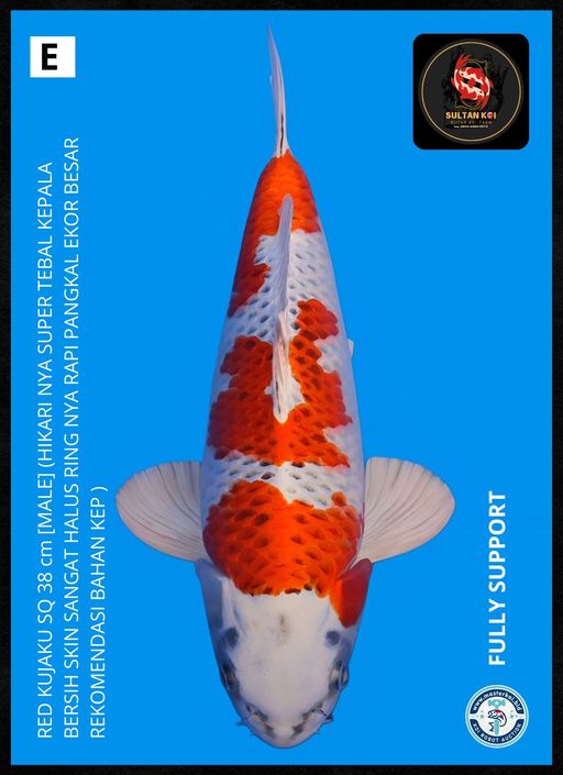 Ikan Koi RED KUJAKU SQ 38cm, lelang koi RED KUJAKU SQ 38cm, jual koi RED KUJAKU SQ 38cm, beli koi RED KUJAKU SQ 38cm, Lelang Koi Online, Jual Beli Ikan Koi, Pusat Jual Beli Koi, Info Lelang Koi Hari Ini, Platform Jual Beli Koi, Jual Beli Ikan Koi Online, Marketplace Ikan Koi, Jual Koi Terbaik, Tempat Beli Koi Berkualitas, Pasar Ikan Koi Online Terpercaya, Penjual Ikan Koi Terpercaya, Beli Koi Hias Online, Ikan Koi untuk Dijual, Koi Kualitas Terbaik, Toko Online Ikan Koi, Koi Hias Untuk Dijual, Jual Beli Ikan Koi Lokal, Koi Indonesia Online, Pusat Jual Beli Koi Terbesar