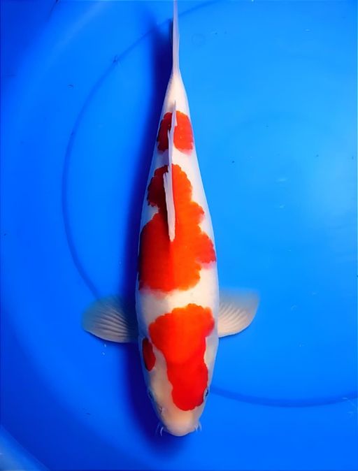 Ikan Koi KOHAKU STRONG HALUS 40cm, lelang koi KOHAKU STRONG HALUS 40cm, jual koi KOHAKU STRONG HALUS 40cm, beli koi KOHAKU STRONG HALUS 40cm, Lelang Koi Online, Jual Beli Ikan Koi, Pusat Jual Beli Koi, Info Lelang Koi Hari Ini, Platform Jual Beli Koi, Jual Beli Ikan Koi Online, Marketplace Ikan Koi, Jual Koi Terbaik, Tempat Beli Koi Berkualitas, Pasar Ikan Koi Online Terpercaya, Penjual Ikan Koi Terpercaya, Beli Koi Hias Online, Ikan Koi untuk Dijual, Koi Kualitas Terbaik, Toko Online Ikan Koi, Koi Hias Untuk Dijual, Jual Beli Ikan Koi Lokal, Koi Indonesia Online, Pusat Jual Beli Koi Terbesar
