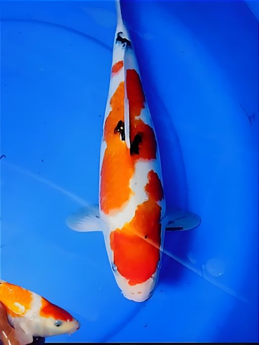 Ikan Koi SANKEBULKY 37cm, lelang koi SANKEBULKY 37cm, jual koi SANKEBULKY 37cm, beli koi SANKEBULKY 37cm, Lelang Koi Online, Jual Beli Ikan Koi, Pusat Jual Beli Koi, Info Lelang Koi Hari Ini, Platform Jual Beli Koi, Jual Beli Ikan Koi Online, Marketplace Ikan Koi, Jual Koi Terbaik, Tempat Beli Koi Berkualitas, Pasar Ikan Koi Online Terpercaya, Penjual Ikan Koi Terpercaya, Beli Koi Hias Online, Ikan Koi untuk Dijual, Koi Kualitas Terbaik, Toko Online Ikan Koi, Koi Hias Untuk Dijual, Jual Beli Ikan Koi Lokal, Koi Indonesia Online, Pusat Jual Beli Koi Terbesar