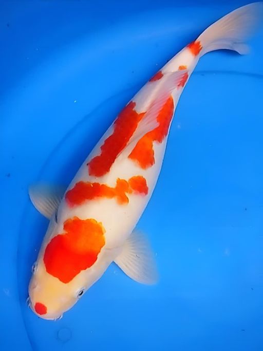 Ikan Koi KOHAKU PANGKAL EKOR TEBAL MALE 39cm, lelang koi KOHAKU PANGKAL EKOR TEBAL MALE 39cm, jual koi KOHAKU PANGKAL EKOR TEBAL MALE 39cm, beli koi KOHAKU PANGKAL EKOR TEBAL MALE 39cm, Lelang Koi Online, Jual Beli Ikan Koi, Pusat Jual Beli Koi, Info Lelang Koi Hari Ini, Platform Jual Beli Koi, Jual Beli Ikan Koi Online, Marketplace Ikan Koi, Jual Koi Terbaik, Tempat Beli Koi Berkualitas, Pasar Ikan Koi Online Terpercaya, Penjual Ikan Koi Terpercaya, Beli Koi Hias Online, Ikan Koi untuk Dijual, Koi Kualitas Terbaik, Toko Online Ikan Koi, Koi Hias Untuk Dijual, Jual Beli Ikan Koi Lokal, Koi Indonesia Online, Pusat Jual Beli Koi Terbesar