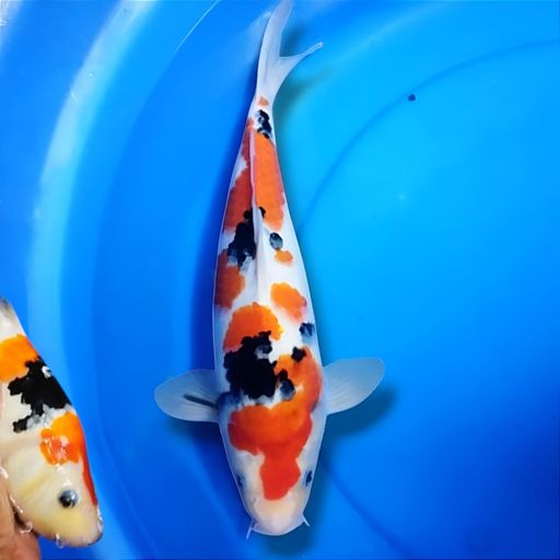 Ikan Koi SANKE SUMI STRONG BERPUNUK 37cm, lelang koi SANKE SUMI STRONG BERPUNUK 37cm, jual koi SANKE SUMI STRONG BERPUNUK 37cm, beli koi SANKE SUMI STRONG BERPUNUK 37cm, Lelang Koi Online, Jual Beli Ikan Koi, Pusat Jual Beli Koi, Info Lelang Koi Hari Ini, Platform Jual Beli Koi, Jual Beli Ikan Koi Online, Marketplace Ikan Koi, Jual Koi Terbaik, Tempat Beli Koi Berkualitas, Pasar Ikan Koi Online Terpercaya, Penjual Ikan Koi Terpercaya, Beli Koi Hias Online, Ikan Koi untuk Dijual, Koi Kualitas Terbaik, Toko Online Ikan Koi, Koi Hias Untuk Dijual, Jual Beli Ikan Koi Lokal, Koi Indonesia Online, Pusat Jual Beli Koi Terbesar