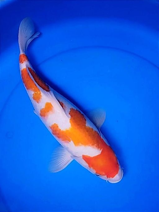 Ikan Koi KOHAKUBULKY KEPALA TEBAL FM 37cm, lelang koi KOHAKUBULKY KEPALA TEBAL FM 37cm, jual koi KOHAKUBULKY KEPALA TEBAL FM 37cm, beli koi KOHAKUBULKY KEPALA TEBAL FM 37cm, Lelang Koi Online, Jual Beli Ikan Koi, Pusat Jual Beli Koi, Info Lelang Koi Hari Ini, Platform Jual Beli Koi, Jual Beli Ikan Koi Online, Marketplace Ikan Koi, Jual Koi Terbaik, Tempat Beli Koi Berkualitas, Pasar Ikan Koi Online Terpercaya, Penjual Ikan Koi Terpercaya, Beli Koi Hias Online, Ikan Koi untuk Dijual, Koi Kualitas Terbaik, Toko Online Ikan Koi, Koi Hias Untuk Dijual, Jual Beli Ikan Koi Lokal, Koi Indonesia Online, Pusat Jual Beli Koi Terbesar