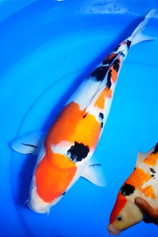 Ikan Koi SANKEBULKY BERPUNUK BODY TEBAL FM 41cm, lelang koi SANKEBULKY BERPUNUK BODY TEBAL FM 41cm, jual koi SANKEBULKY BERPUNUK BODY TEBAL FM 41cm, beli koi SANKEBULKY BERPUNUK BODY TEBAL FM 41cm, Lelang Koi Online, Jual Beli Ikan Koi, Pusat Jual Beli Koi, Info Lelang Koi Hari Ini, Platform Jual Beli Koi, Jual Beli Ikan Koi Online, Marketplace Ikan Koi, Jual Koi Terbaik, Tempat Beli Koi Berkualitas, Pasar Ikan Koi Online Terpercaya, Penjual Ikan Koi Terpercaya, Beli Koi Hias Online, Ikan Koi untuk Dijual, Koi Kualitas Terbaik, Toko Online Ikan Koi, Koi Hias Untuk Dijual, Jual Beli Ikan Koi Lokal, Koi Indonesia Online, Pusat Jual Beli Koi Terbesar
