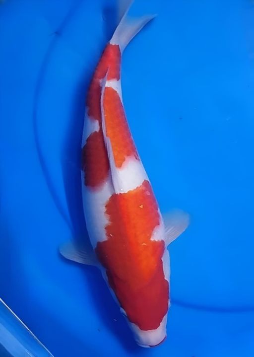 Ikan Koi KOHAKU MERAH STRONG BODY TEBAL 37cm, lelang koi KOHAKU MERAH STRONG BODY TEBAL 37cm, jual koi KOHAKU MERAH STRONG BODY TEBAL 37cm, beli koi KOHAKU MERAH STRONG BODY TEBAL 37cm, Lelang Koi Online, Jual Beli Ikan Koi, Pusat Jual Beli Koi, Info Lelang Koi Hari Ini, Platform Jual Beli Koi, Jual Beli Ikan Koi Online, Marketplace Ikan Koi, Jual Koi Terbaik, Tempat Beli Koi Berkualitas, Pasar Ikan Koi Online Terpercaya, Penjual Ikan Koi Terpercaya, Beli Koi Hias Online, Ikan Koi untuk Dijual, Koi Kualitas Terbaik, Toko Online Ikan Koi, Koi Hias Untuk Dijual, Jual Beli Ikan Koi Lokal, Koi Indonesia Online, Pusat Jual Beli Koi Terbesar