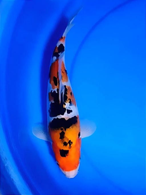 Ikan Koi SANKEBULKY BERPUNUK SUMI STRONG 31cm, lelang koi SANKEBULKY BERPUNUK SUMI STRONG 31cm, jual koi SANKEBULKY BERPUNUK SUMI STRONG 31cm, beli koi SANKEBULKY BERPUNUK SUMI STRONG 31cm, Lelang Koi Online, Jual Beli Ikan Koi, Pusat Jual Beli Koi, Info Lelang Koi Hari Ini, Platform Jual Beli Koi, Jual Beli Ikan Koi Online, Marketplace Ikan Koi, Jual Koi Terbaik, Tempat Beli Koi Berkualitas, Pasar Ikan Koi Online Terpercaya, Penjual Ikan Koi Terpercaya, Beli Koi Hias Online, Ikan Koi untuk Dijual, Koi Kualitas Terbaik, Toko Online Ikan Koi, Koi Hias Untuk Dijual, Jual Beli Ikan Koi Lokal, Koi Indonesia Online, Pusat Jual Beli Koi Terbesar
