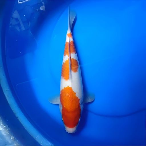 Ikan Koi KOHAKU HALUS BODY TEBAL FM 37cm, lelang koi KOHAKU HALUS BODY TEBAL FM 37cm, jual koi KOHAKU HALUS BODY TEBAL FM 37cm, beli koi KOHAKU HALUS BODY TEBAL FM 37cm, Lelang Koi Online, Jual Beli Ikan Koi, Pusat Jual Beli Koi, Info Lelang Koi Hari Ini, Platform Jual Beli Koi, Jual Beli Ikan Koi Online, Marketplace Ikan Koi, Jual Koi Terbaik, Tempat Beli Koi Berkualitas, Pasar Ikan Koi Online Terpercaya, Penjual Ikan Koi Terpercaya, Beli Koi Hias Online, Ikan Koi untuk Dijual, Koi Kualitas Terbaik, Toko Online Ikan Koi, Koi Hias Untuk Dijual, Jual Beli Ikan Koi Lokal, Koi Indonesia Online, Pusat Jual Beli Koi Terbesar