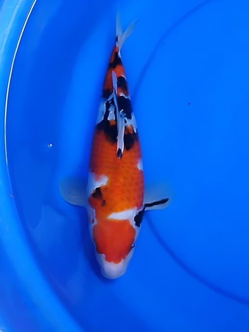 Ikan Koi SANKE STRONG SUMI KEPALA LEBAR 31cm, lelang koi SANKE STRONG SUMI KEPALA LEBAR 31cm, jual koi SANKE STRONG SUMI KEPALA LEBAR 31cm, beli koi SANKE STRONG SUMI KEPALA LEBAR 31cm, Lelang Koi Online, Jual Beli Ikan Koi, Pusat Jual Beli Koi, Info Lelang Koi Hari Ini, Platform Jual Beli Koi, Jual Beli Ikan Koi Online, Marketplace Ikan Koi, Jual Koi Terbaik, Tempat Beli Koi Berkualitas, Pasar Ikan Koi Online Terpercaya, Penjual Ikan Koi Terpercaya, Beli Koi Hias Online, Ikan Koi untuk Dijual, Koi Kualitas Terbaik, Toko Online Ikan Koi, Koi Hias Untuk Dijual, Jual Beli Ikan Koi Lokal, Koi Indonesia Online, Pusat Jual Beli Koi Terbesar