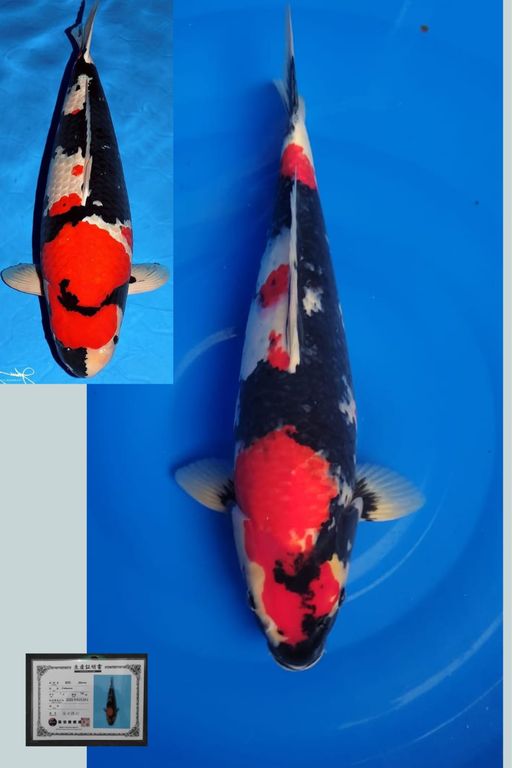 Ikan Koi SHOWA IMPORT SHINODA MALE 44cm, lelang koi SHOWA IMPORT SHINODA MALE 44cm, jual koi SHOWA IMPORT SHINODA MALE 44cm, beli koi SHOWA IMPORT SHINODA MALE 44cm, Lelang Koi Online, Jual Beli Ikan Koi, Pusat Jual Beli Koi, Info Lelang Koi Hari Ini, Platform Jual Beli Koi, Jual Beli Ikan Koi Online, Marketplace Ikan Koi, Jual Koi Terbaik, Tempat Beli Koi Berkualitas, Pasar Ikan Koi Online Terpercaya, Penjual Ikan Koi Terpercaya, Beli Koi Hias Online, Ikan Koi untuk Dijual, Koi Kualitas Terbaik, Toko Online Ikan Koi, Koi Hias Untuk Dijual, Jual Beli Ikan Koi Lokal, Koi Indonesia Online, Pusat Jual Beli Koi Terbesar