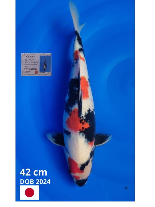 Ikan Koi SHOWA IMPORT SAKAI MALE 42cm, lelang koi SHOWA IMPORT SAKAI MALE 42cm, jual koi SHOWA IMPORT SAKAI MALE 42cm, beli koi SHOWA IMPORT SAKAI MALE 42cm, Lelang Koi Online, Jual Beli Ikan Koi, Pusat Jual Beli Koi, Info Lelang Koi Hari Ini, Platform Jual Beli Koi, Jual Beli Ikan Koi Online, Marketplace Ikan Koi, Jual Koi Terbaik, Tempat Beli Koi Berkualitas, Pasar Ikan Koi Online Terpercaya, Penjual Ikan Koi Terpercaya, Beli Koi Hias Online, Ikan Koi untuk Dijual, Koi Kualitas Terbaik, Toko Online Ikan Koi, Koi Hias Untuk Dijual, Jual Beli Ikan Koi Lokal, Koi Indonesia Online, Pusat Jual Beli Koi Terbesar