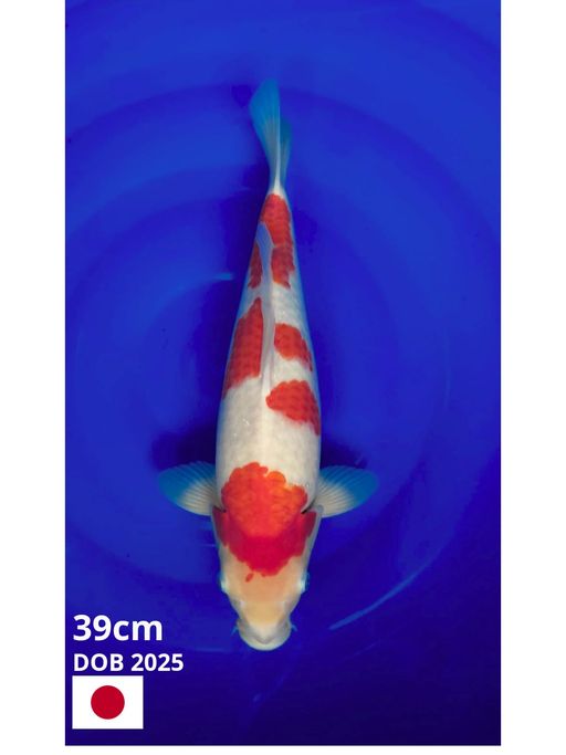 Ikan Koi KOHAKU IMPORT SAKAI 39cm, lelang koi KOHAKU IMPORT SAKAI 39cm, jual koi KOHAKU IMPORT SAKAI 39cm, beli koi KOHAKU IMPORT SAKAI 39cm, Lelang Koi Online, Jual Beli Ikan Koi, Pusat Jual Beli Koi, Info Lelang Koi Hari Ini, Platform Jual Beli Koi, Jual Beli Ikan Koi Online, Marketplace Ikan Koi, Jual Koi Terbaik, Tempat Beli Koi Berkualitas, Pasar Ikan Koi Online Terpercaya, Penjual Ikan Koi Terpercaya, Beli Koi Hias Online, Ikan Koi untuk Dijual, Koi Kualitas Terbaik, Toko Online Ikan Koi, Koi Hias Untuk Dijual, Jual Beli Ikan Koi Lokal, Koi Indonesia Online, Pusat Jual Beli Koi Terbesar