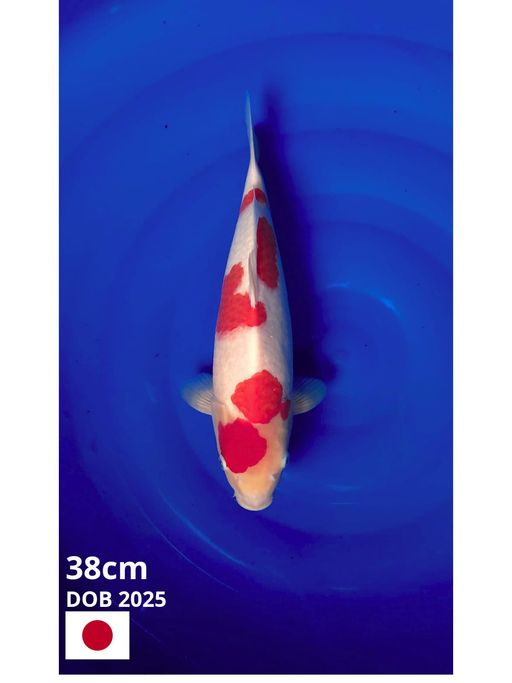 Ikan Koi KOHAKU IMPORT SAKAI 38cm, lelang koi KOHAKU IMPORT SAKAI 38cm, jual koi KOHAKU IMPORT SAKAI 38cm, beli koi KOHAKU IMPORT SAKAI 38cm, Lelang Koi Online, Jual Beli Ikan Koi, Pusat Jual Beli Koi, Info Lelang Koi Hari Ini, Platform Jual Beli Koi, Jual Beli Ikan Koi Online, Marketplace Ikan Koi, Jual Koi Terbaik, Tempat Beli Koi Berkualitas, Pasar Ikan Koi Online Terpercaya, Penjual Ikan Koi Terpercaya, Beli Koi Hias Online, Ikan Koi untuk Dijual, Koi Kualitas Terbaik, Toko Online Ikan Koi, Koi Hias Untuk Dijual, Jual Beli Ikan Koi Lokal, Koi Indonesia Online, Pusat Jual Beli Koi Terbesar
