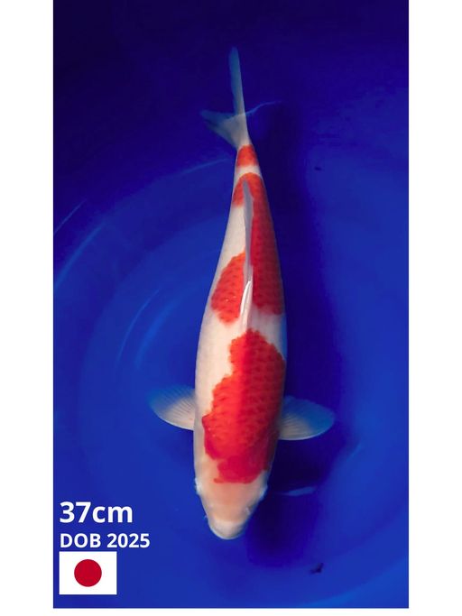 Ikan Koi KOHAKU IMPORT SAKAI 37cm, lelang koi KOHAKU IMPORT SAKAI 37cm, jual koi KOHAKU IMPORT SAKAI 37cm, beli koi KOHAKU IMPORT SAKAI 37cm, Lelang Koi Online, Jual Beli Ikan Koi, Pusat Jual Beli Koi, Info Lelang Koi Hari Ini, Platform Jual Beli Koi, Jual Beli Ikan Koi Online, Marketplace Ikan Koi, Jual Koi Terbaik, Tempat Beli Koi Berkualitas, Pasar Ikan Koi Online Terpercaya, Penjual Ikan Koi Terpercaya, Beli Koi Hias Online, Ikan Koi untuk Dijual, Koi Kualitas Terbaik, Toko Online Ikan Koi, Koi Hias Untuk Dijual, Jual Beli Ikan Koi Lokal, Koi Indonesia Online, Pusat Jual Beli Koi Terbesar