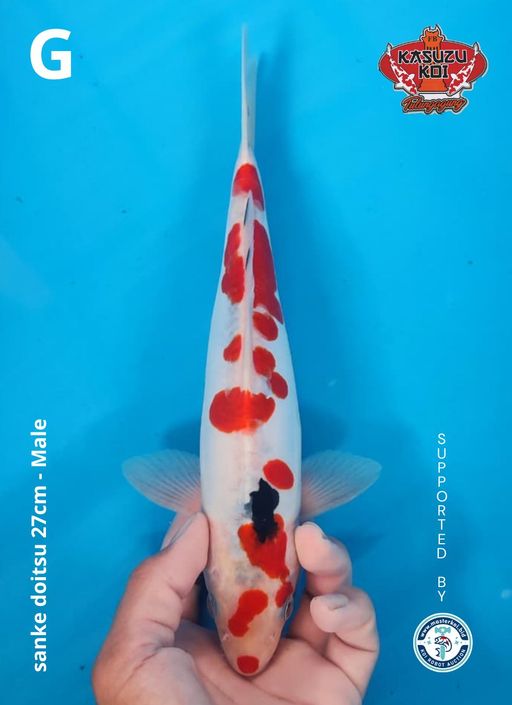 Lelang Koi Online, Jual Beli Ikan Koi, Pusat Jual Beli Koi, Info Lelang Koi Hari Ini, Platform Jual Beli Koi, Jual Beli Ikan Koi Online, Marketplace Ikan Koi, Jual Koi Terbaik, Tempat Beli Koi Berkualitas, Pasar Ikan Koi Online Terpercaya, Penjual Ikan Koi Terpercaya, Beli Koi Hias Online, Ikan Koi untuk Dijual, Koi Kualitas Terbaik, Toko Online Ikan Koi, Koi Hias Untuk Dijual, Jual Beli Ikan Koi Lokal, Koi Indonesia Online, Pusat Jual Beli Koi Terbesar