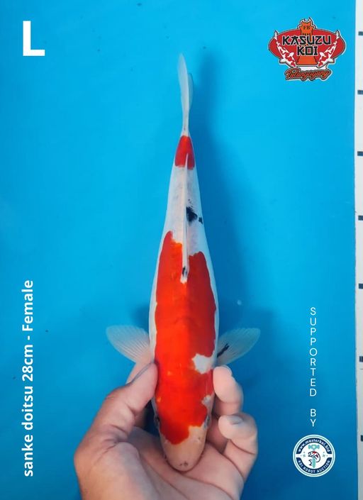 Lelang Koi Online, Jual Beli Ikan Koi, Pusat Jual Beli Koi, Info Lelang Koi Hari Ini, Platform Jual Beli Koi, Jual Beli Ikan Koi Online, Marketplace Ikan Koi, Jual Koi Terbaik, Tempat Beli Koi Berkualitas, Pasar Ikan Koi Online Terpercaya, Penjual Ikan Koi Terpercaya, Beli Koi Hias Online, Ikan Koi untuk Dijual, Koi Kualitas Terbaik, Toko Online Ikan Koi, Koi Hias Untuk Dijual, Jual Beli Ikan Koi Lokal, Koi Indonesia Online, Pusat Jual Beli Koi Terbesar
