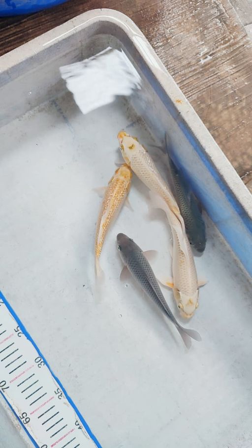 Lelang Koi Online, Jual Beli Ikan Koi, Pusat Jual Beli Koi, Info Lelang Koi Hari Ini, Platform Jual Beli Koi, Jual Beli Ikan Koi Online, Marketplace Ikan Koi, Jual Koi Terbaik, Tempat Beli Koi Berkualitas, Pasar Ikan Koi Online Terpercaya, Penjual Ikan Koi Terpercaya, Beli Koi Hias Online, Ikan Koi untuk Dijual, Koi Kualitas Terbaik, Toko Online Ikan Koi, Koi Hias Untuk Dijual, Jual Beli Ikan Koi Lokal, Koi Indonesia Online, Pusat Jual Beli Koi Terbesar