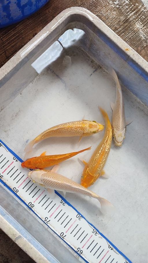 Lelang Koi Online, Jual Beli Ikan Koi, Pusat Jual Beli Koi, Info Lelang Koi Hari Ini, Platform Jual Beli Koi, Jual Beli Ikan Koi Online, Marketplace Ikan Koi, Jual Koi Terbaik, Tempat Beli Koi Berkualitas, Pasar Ikan Koi Online Terpercaya, Penjual Ikan Koi Terpercaya, Beli Koi Hias Online, Ikan Koi untuk Dijual, Koi Kualitas Terbaik, Toko Online Ikan Koi, Koi Hias Untuk Dijual, Jual Beli Ikan Koi Lokal, Koi Indonesia Online, Pusat Jual Beli Koi Terbesar