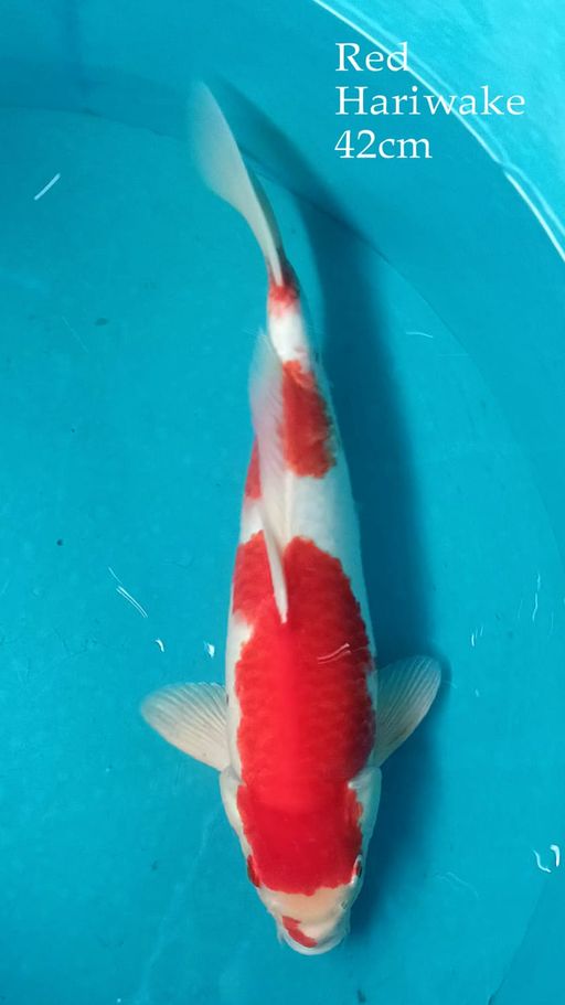 Ikan Koi HQ RED HARIWAKE MALE 42cm, lelang koi HQ RED HARIWAKE MALE 42cm, jual koi HQ RED HARIWAKE MALE 42cm, beli koi HQ RED HARIWAKE MALE 42cm, Lelang Koi Online, Jual Beli Ikan Koi, Pusat Jual Beli Koi, Info Lelang Koi Hari Ini, Platform Jual Beli Koi, Jual Beli Ikan Koi Online, Marketplace Ikan Koi, Jual Koi Terbaik, Tempat Beli Koi Berkualitas, Pasar Ikan Koi Online Terpercaya, Penjual Ikan Koi Terpercaya, Beli Koi Hias Online, Ikan Koi untuk Dijual, Koi Kualitas Terbaik, Toko Online Ikan Koi, Koi Hias Untuk Dijual, Jual Beli Ikan Koi Lokal, Koi Indonesia Online, Pusat Jual Beli Koi Terbesar