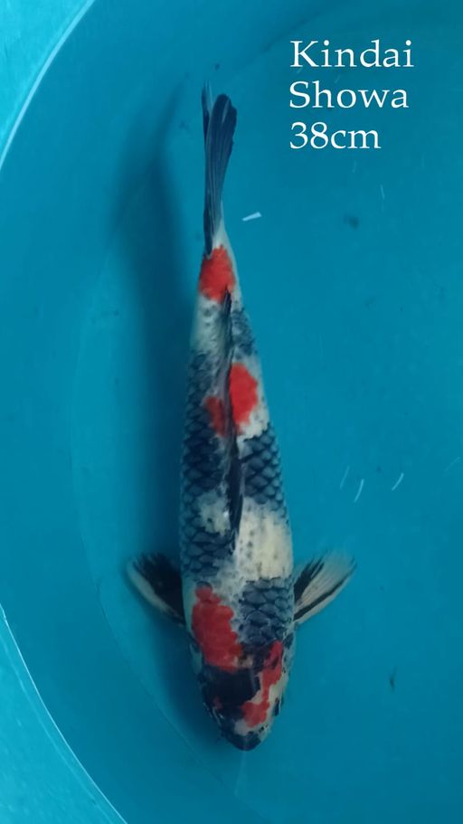 Ikan Koi KINDAI SHOWA TATEGOI 38cm, lelang koi KINDAI SHOWA TATEGOI 38cm, jual koi KINDAI SHOWA TATEGOI 38cm, beli koi KINDAI SHOWA TATEGOI 38cm, Lelang Koi Online, Jual Beli Ikan Koi, Pusat Jual Beli Koi, Info Lelang Koi Hari Ini, Platform Jual Beli Koi, Jual Beli Ikan Koi Online, Marketplace Ikan Koi, Jual Koi Terbaik, Tempat Beli Koi Berkualitas, Pasar Ikan Koi Online Terpercaya, Penjual Ikan Koi Terpercaya, Beli Koi Hias Online, Ikan Koi untuk Dijual, Koi Kualitas Terbaik, Toko Online Ikan Koi, Koi Hias Untuk Dijual, Jual Beli Ikan Koi Lokal, Koi Indonesia Online, Pusat Jual Beli Koi Terbesar