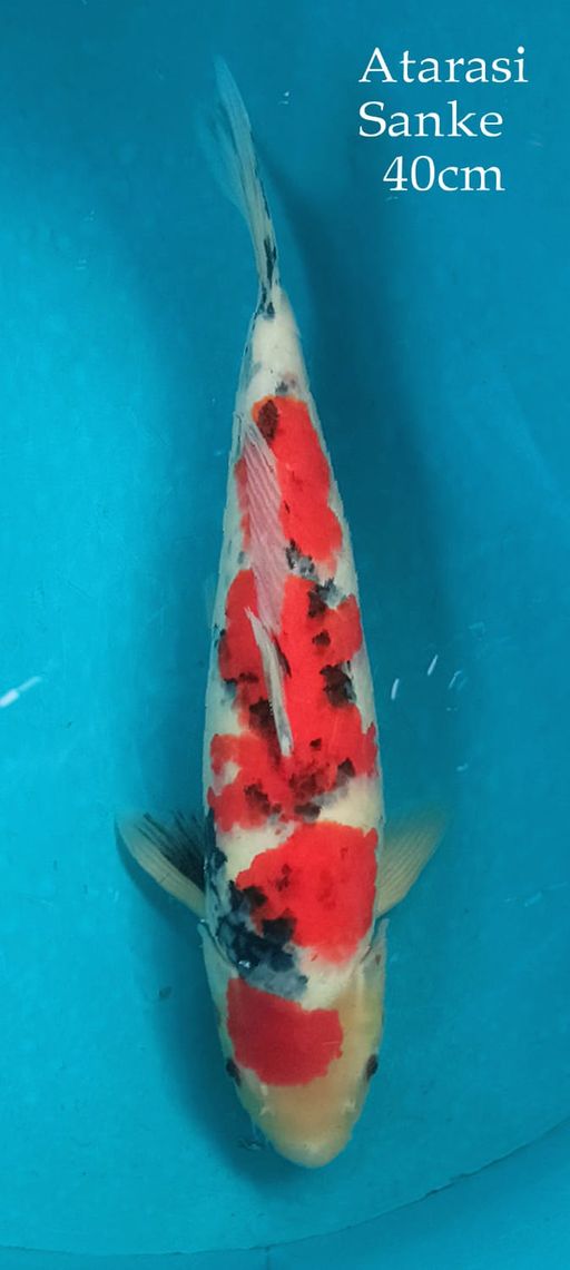 Ikan Koi ATARASI SANKE TATEGOI 40cm, lelang koi ATARASI SANKE TATEGOI 40cm, jual koi ATARASI SANKE TATEGOI 40cm, beli koi ATARASI SANKE TATEGOI 40cm, Lelang Koi Online, Jual Beli Ikan Koi, Pusat Jual Beli Koi, Info Lelang Koi Hari Ini, Platform Jual Beli Koi, Jual Beli Ikan Koi Online, Marketplace Ikan Koi, Jual Koi Terbaik, Tempat Beli Koi Berkualitas, Pasar Ikan Koi Online Terpercaya, Penjual Ikan Koi Terpercaya, Beli Koi Hias Online, Ikan Koi untuk Dijual, Koi Kualitas Terbaik, Toko Online Ikan Koi, Koi Hias Untuk Dijual, Jual Beli Ikan Koi Lokal, Koi Indonesia Online, Pusat Jual Beli Koi Terbesar