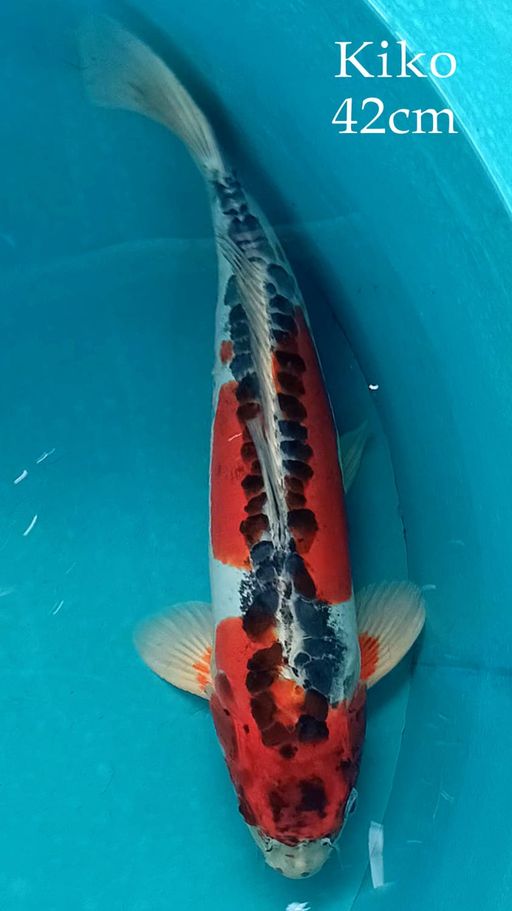 Ikan Koi HQ RED KIKO 43cm, lelang koi HQ RED KIKO 43cm, jual koi HQ RED KIKO 43cm, beli koi HQ RED KIKO 43cm, Lelang Koi Online, Jual Beli Ikan Koi, Pusat Jual Beli Koi, Info Lelang Koi Hari Ini, Platform Jual Beli Koi, Jual Beli Ikan Koi Online, Marketplace Ikan Koi, Jual Koi Terbaik, Tempat Beli Koi Berkualitas, Pasar Ikan Koi Online Terpercaya, Penjual Ikan Koi Terpercaya, Beli Koi Hias Online, Ikan Koi untuk Dijual, Koi Kualitas Terbaik, Toko Online Ikan Koi, Koi Hias Untuk Dijual, Jual Beli Ikan Koi Lokal, Koi Indonesia Online, Pusat Jual Beli Koi Terbesar