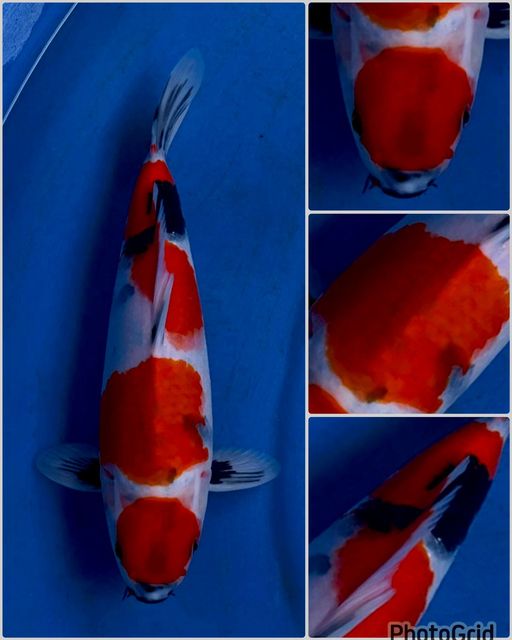 Ikan Koi MARUTEN SHOWA HQ MALE 30cm, lelang koi MARUTEN SHOWA HQ MALE 30cm, jual koi MARUTEN SHOWA HQ MALE 30cm, beli koi MARUTEN SHOWA HQ MALE 30cm, Lelang Koi Online, Jual Beli Ikan Koi, Pusat Jual Beli Koi, Info Lelang Koi Hari Ini, Platform Jual Beli Koi, Jual Beli Ikan Koi Online, Marketplace Ikan Koi, Jual Koi Terbaik, Tempat Beli Koi Berkualitas, Pasar Ikan Koi Online Terpercaya, Penjual Ikan Koi Terpercaya, Beli Koi Hias Online, Ikan Koi untuk Dijual, Koi Kualitas Terbaik, Toko Online Ikan Koi, Koi Hias Untuk Dijual, Jual Beli Ikan Koi Lokal, Koi Indonesia Online, Pusat Jual Beli Koi Terbesar