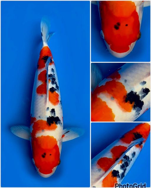 Ikan Koi SANKE LINE AKF MALE 36cm, lelang koi SANKE LINE AKF MALE 36cm, jual koi SANKE LINE AKF MALE 36cm, beli koi SANKE LINE AKF MALE 36cm, Lelang Koi Online, Jual Beli Ikan Koi, Pusat Jual Beli Koi, Info Lelang Koi Hari Ini, Platform Jual Beli Koi, Jual Beli Ikan Koi Online, Marketplace Ikan Koi, Jual Koi Terbaik, Tempat Beli Koi Berkualitas, Pasar Ikan Koi Online Terpercaya, Penjual Ikan Koi Terpercaya, Beli Koi Hias Online, Ikan Koi untuk Dijual, Koi Kualitas Terbaik, Toko Online Ikan Koi, Koi Hias Untuk Dijual, Jual Beli Ikan Koi Lokal, Koi Indonesia Online, Pusat Jual Beli Koi Terbesar