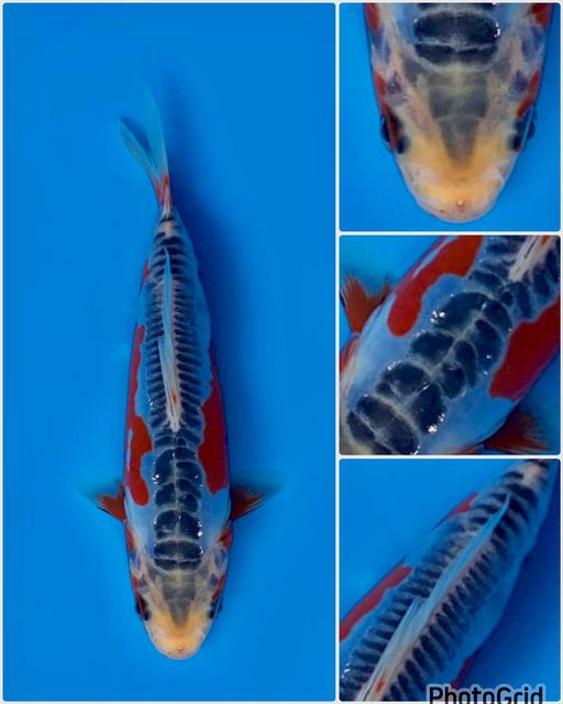 Ikan Koi MINION SHUSUI SQ MALE 14cm, lelang koi MINION SHUSUI SQ MALE 14cm, jual koi MINION SHUSUI SQ MALE 14cm, beli koi MINION SHUSUI SQ MALE 14cm, Lelang Koi Online, Jual Beli Ikan Koi, Pusat Jual Beli Koi, Info Lelang Koi Hari Ini, Platform Jual Beli Koi, Jual Beli Ikan Koi Online, Marketplace Ikan Koi, Jual Koi Terbaik, Tempat Beli Koi Berkualitas, Pasar Ikan Koi Online Terpercaya, Penjual Ikan Koi Terpercaya, Beli Koi Hias Online, Ikan Koi untuk Dijual, Koi Kualitas Terbaik, Toko Online Ikan Koi, Koi Hias Untuk Dijual, Jual Beli Ikan Koi Lokal, Koi Indonesia Online, Pusat Jual Beli Koi Terbesar