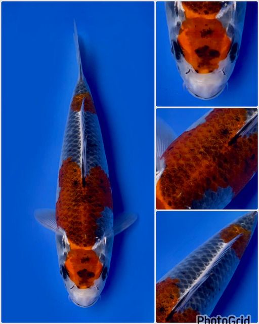Ikan Koi GOSHIKI HALUS 25cm, lelang koi GOSHIKI HALUS 25cm, jual koi GOSHIKI HALUS 25cm, beli koi GOSHIKI HALUS 25cm, Lelang Koi Online, Jual Beli Ikan Koi, Pusat Jual Beli Koi, Info Lelang Koi Hari Ini, Platform Jual Beli Koi, Jual Beli Ikan Koi Online, Marketplace Ikan Koi, Jual Koi Terbaik, Tempat Beli Koi Berkualitas, Pasar Ikan Koi Online Terpercaya, Penjual Ikan Koi Terpercaya, Beli Koi Hias Online, Ikan Koi untuk Dijual, Koi Kualitas Terbaik, Toko Online Ikan Koi, Koi Hias Untuk Dijual, Jual Beli Ikan Koi Lokal, Koi Indonesia Online, Pusat Jual Beli Koi Terbesar