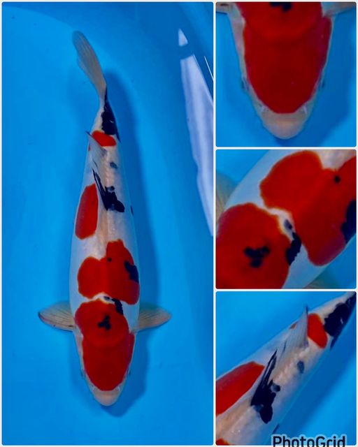 Ikan Koi RED SANKE DOITSU LINE SHINODA MALE 35cm, lelang koi RED SANKE DOITSU LINE SHINODA MALE 35cm, jual koi RED SANKE DOITSU LINE SHINODA MALE 35cm, beli koi RED SANKE DOITSU LINE SHINODA MALE 35cm, Lelang Koi Online, Jual Beli Ikan Koi, Pusat Jual Beli Koi, Info Lelang Koi Hari Ini, Platform Jual Beli Koi, Jual Beli Ikan Koi Online, Marketplace Ikan Koi, Jual Koi Terbaik, Tempat Beli Koi Berkualitas, Pasar Ikan Koi Online Terpercaya, Penjual Ikan Koi Terpercaya, Beli Koi Hias Online, Ikan Koi untuk Dijual, Koi Kualitas Terbaik, Toko Online Ikan Koi, Koi Hias Untuk Dijual, Jual Beli Ikan Koi Lokal, Koi Indonesia Online, Pusat Jual Beli Koi Terbesar