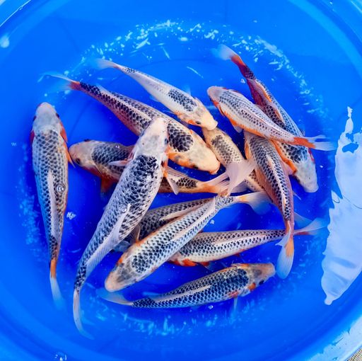Ikan Koi PAKET RESELLER 13EKOR HANA ASAGI 2537cm, lelang koi PAKET RESELLER 13EKOR HANA ASAGI 2537cm, jual koi PAKET RESELLER 13EKOR HANA ASAGI 2537cm, beli koi PAKET RESELLER 13EKOR HANA ASAGI 2537cm, Lelang Koi Online, Jual Beli Ikan Koi, Pusat Jual Beli Koi, Info Lelang Koi Hari Ini, Platform Jual Beli Koi, Jual Beli Ikan Koi Online, Marketplace Ikan Koi, Jual Koi Terbaik, Tempat Beli Koi Berkualitas, Pasar Ikan Koi Online Terpercaya, Penjual Ikan Koi Terpercaya, Beli Koi Hias Online, Ikan Koi untuk Dijual, Koi Kualitas Terbaik, Toko Online Ikan Koi, Koi Hias Untuk Dijual, Jual Beli Ikan Koi Lokal, Koi Indonesia Online, Pusat Jual Beli Koi Terbesar