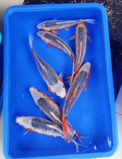 Ikan Koi PAKET HANA ASAGI JOZZ KUALITAS BAGUS F1 7EKOR 2636cm, lelang koi PAKET HANA ASAGI JOZZ KUALITAS BAGUS F1 7EKOR 2636cm, jual koi PAKET HANA ASAGI JOZZ KUALITAS BAGUS F1 7EKOR 2636cm, beli koi PAKET HANA ASAGI JOZZ KUALITAS BAGUS F1 7EKOR 2636cm, Lelang Koi Online, Jual Beli Ikan Koi, Pusat Jual Beli Koi, Info Lelang Koi Hari Ini, Platform Jual Beli Koi, Jual Beli Ikan Koi Online, Marketplace Ikan Koi, Jual Koi Terbaik, Tempat Beli Koi Berkualitas, Pasar Ikan Koi Online Terpercaya, Penjual Ikan Koi Terpercaya, Beli Koi Hias Online, Ikan Koi untuk Dijual, Koi Kualitas Terbaik, Toko Online Ikan Koi, Koi Hias Untuk Dijual, Jual Beli Ikan Koi Lokal, Koi Indonesia Online, Pusat Jual Beli Koi Terbesar