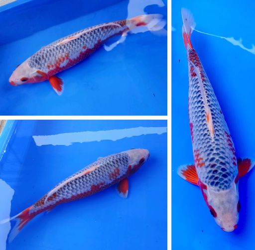 Ikan Koi MALE HANA ASAGI BAGUS 35cm, lelang koi MALE HANA ASAGI BAGUS 35cm, jual koi MALE HANA ASAGI BAGUS 35cm, beli koi MALE HANA ASAGI BAGUS 35cm, Lelang Koi Online, Jual Beli Ikan Koi, Pusat Jual Beli Koi, Info Lelang Koi Hari Ini, Platform Jual Beli Koi, Jual Beli Ikan Koi Online, Marketplace Ikan Koi, Jual Koi Terbaik, Tempat Beli Koi Berkualitas, Pasar Ikan Koi Online Terpercaya, Penjual Ikan Koi Terpercaya, Beli Koi Hias Online, Ikan Koi untuk Dijual, Koi Kualitas Terbaik, Toko Online Ikan Koi, Koi Hias Untuk Dijual, Jual Beli Ikan Koi Lokal, Koi Indonesia Online, Pusat Jual Beli Koi Terbesar