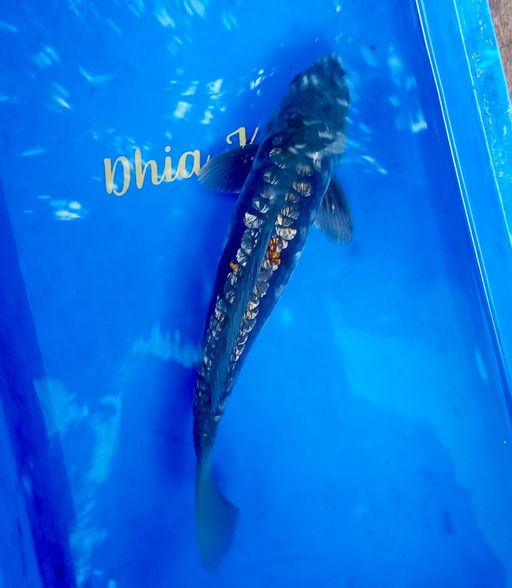Ikan Koi ARAGOKE GINRIN ANTIK 35cm, lelang koi ARAGOKE GINRIN ANTIK 35cm, jual koi ARAGOKE GINRIN ANTIK 35cm, beli koi ARAGOKE GINRIN ANTIK 35cm, Lelang Koi Online, Jual Beli Ikan Koi, Pusat Jual Beli Koi, Info Lelang Koi Hari Ini, Platform Jual Beli Koi, Jual Beli Ikan Koi Online, Marketplace Ikan Koi, Jual Koi Terbaik, Tempat Beli Koi Berkualitas, Pasar Ikan Koi Online Terpercaya, Penjual Ikan Koi Terpercaya, Beli Koi Hias Online, Ikan Koi untuk Dijual, Koi Kualitas Terbaik, Toko Online Ikan Koi, Koi Hias Untuk Dijual, Jual Beli Ikan Koi Lokal, Koi Indonesia Online, Pusat Jual Beli Koi Terbesar