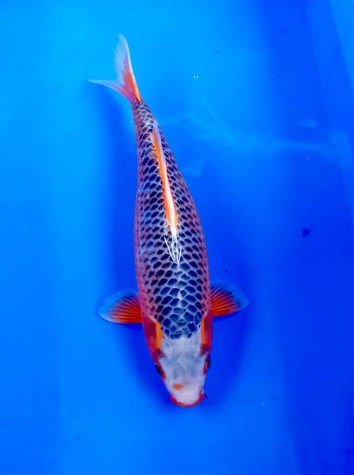 Ikan Koi HI ASAGI KANOKO SPESIAL 37cm, lelang koi HI ASAGI KANOKO SPESIAL 37cm, jual koi HI ASAGI KANOKO SPESIAL 37cm, beli koi HI ASAGI KANOKO SPESIAL 37cm, Lelang Koi Online, Jual Beli Ikan Koi, Pusat Jual Beli Koi, Info Lelang Koi Hari Ini, Platform Jual Beli Koi, Jual Beli Ikan Koi Online, Marketplace Ikan Koi, Jual Koi Terbaik, Tempat Beli Koi Berkualitas, Pasar Ikan Koi Online Terpercaya, Penjual Ikan Koi Terpercaya, Beli Koi Hias Online, Ikan Koi untuk Dijual, Koi Kualitas Terbaik, Toko Online Ikan Koi, Koi Hias Untuk Dijual, Jual Beli Ikan Koi Lokal, Koi Indonesia Online, Pusat Jual Beli Koi Terbesar