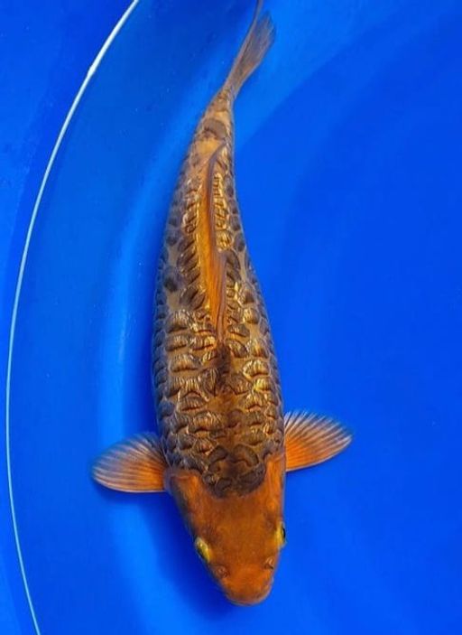 Ikan Koi KARAMEL ARAGOKE GINRIN ANTIK 33cm, lelang koi KARAMEL ARAGOKE GINRIN ANTIK 33cm, jual koi KARAMEL ARAGOKE GINRIN ANTIK 33cm, beli koi KARAMEL ARAGOKE GINRIN ANTIK 33cm, Lelang Koi Online, Jual Beli Ikan Koi, Pusat Jual Beli Koi, Info Lelang Koi Hari Ini, Platform Jual Beli Koi, Jual Beli Ikan Koi Online, Marketplace Ikan Koi, Jual Koi Terbaik, Tempat Beli Koi Berkualitas, Pasar Ikan Koi Online Terpercaya, Penjual Ikan Koi Terpercaya, Beli Koi Hias Online, Ikan Koi untuk Dijual, Koi Kualitas Terbaik, Toko Online Ikan Koi, Koi Hias Untuk Dijual, Jual Beli Ikan Koi Lokal, Koi Indonesia Online, Pusat Jual Beli Koi Terbesar