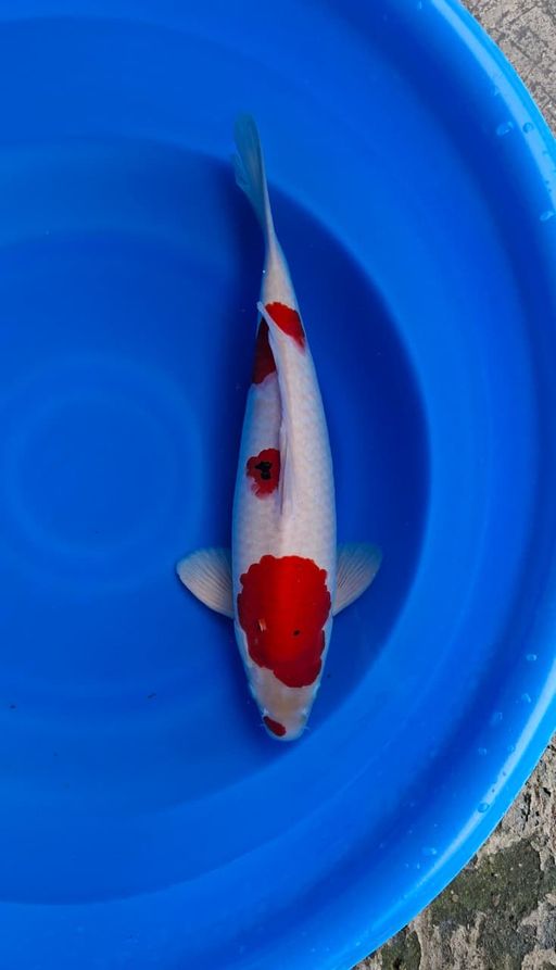 Ikan Koi SANKE STRONG TATEGOI MALE 52cm, lelang koi SANKE STRONG TATEGOI MALE 52cm, jual koi SANKE STRONG TATEGOI MALE 52cm, beli koi SANKE STRONG TATEGOI MALE 52cm, Lelang Koi Online, Jual Beli Ikan Koi, Pusat Jual Beli Koi, Info Lelang Koi Hari Ini, Platform Jual Beli Koi, Jual Beli Ikan Koi Online, Marketplace Ikan Koi, Jual Koi Terbaik, Tempat Beli Koi Berkualitas, Pasar Ikan Koi Online Terpercaya, Penjual Ikan Koi Terpercaya, Beli Koi Hias Online, Ikan Koi untuk Dijual, Koi Kualitas Terbaik, Toko Online Ikan Koi, Koi Hias Untuk Dijual, Jual Beli Ikan Koi Lokal, Koi Indonesia Online, Pusat Jual Beli Koi Terbesar