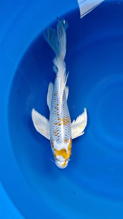 Ikan Koi KUMPAY KUJAKU GONDRONG MALE 35cm, lelang koi KUMPAY KUJAKU GONDRONG MALE 35cm, jual koi KUMPAY KUJAKU GONDRONG MALE 35cm, beli koi KUMPAY KUJAKU GONDRONG MALE 35cm, Lelang Koi Online, Jual Beli Ikan Koi, Pusat Jual Beli Koi, Info Lelang Koi Hari Ini, Platform Jual Beli Koi, Jual Beli Ikan Koi Online, Marketplace Ikan Koi, Jual Koi Terbaik, Tempat Beli Koi Berkualitas, Pasar Ikan Koi Online Terpercaya, Penjual Ikan Koi Terpercaya, Beli Koi Hias Online, Ikan Koi untuk Dijual, Koi Kualitas Terbaik, Toko Online Ikan Koi, Koi Hias Untuk Dijual, Jual Beli Ikan Koi Lokal, Koi Indonesia Online, Pusat Jual Beli Koi Terbesar