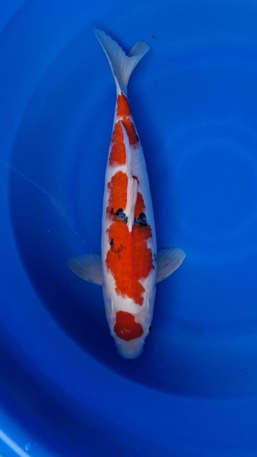 Ikan Koi SANKE STRONG TATEGOI FEMALE 47cm, lelang koi SANKE STRONG TATEGOI FEMALE 47cm, jual koi SANKE STRONG TATEGOI FEMALE 47cm, beli koi SANKE STRONG TATEGOI FEMALE 47cm, Lelang Koi Online, Jual Beli Ikan Koi, Pusat Jual Beli Koi, Info Lelang Koi Hari Ini, Platform Jual Beli Koi, Jual Beli Ikan Koi Online, Marketplace Ikan Koi, Jual Koi Terbaik, Tempat Beli Koi Berkualitas, Pasar Ikan Koi Online Terpercaya, Penjual Ikan Koi Terpercaya, Beli Koi Hias Online, Ikan Koi untuk Dijual, Koi Kualitas Terbaik, Toko Online Ikan Koi, Koi Hias Untuk Dijual, Jual Beli Ikan Koi Lokal, Koi Indonesia Online, Pusat Jual Beli Koi Terbesar