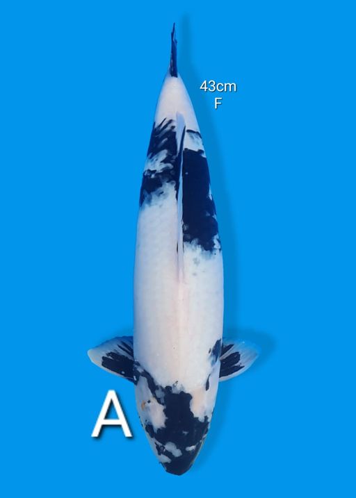 Ikan Koi SHIRO 43cm, lelang koi SHIRO 43cm, jual koi SHIRO 43cm, beli koi SHIRO 43cm, Lelang Koi Online, Jual Beli Ikan Koi, Pusat Jual Beli Koi, Info Lelang Koi Hari Ini, Platform Jual Beli Koi, Jual Beli Ikan Koi Online, Marketplace Ikan Koi, Jual Koi Terbaik, Tempat Beli Koi Berkualitas, Pasar Ikan Koi Online Terpercaya, Penjual Ikan Koi Terpercaya, Beli Koi Hias Online, Ikan Koi untuk Dijual, Koi Kualitas Terbaik, Toko Online Ikan Koi, Koi Hias Untuk Dijual, Jual Beli Ikan Koi Lokal, Koi Indonesia Online, Pusat Jual Beli Koi Terbesar