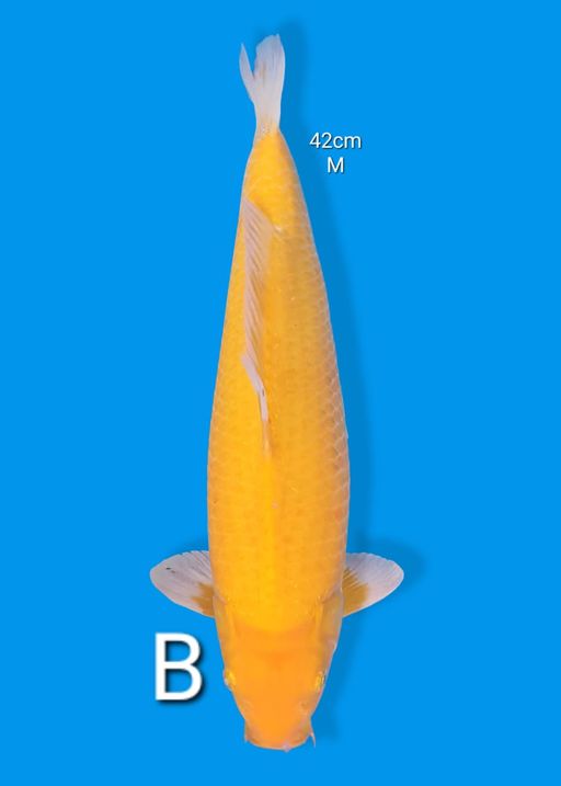 Ikan Koi KARASI 42cm, lelang koi KARASI 42cm, jual koi KARASI 42cm, beli koi KARASI 42cm, Lelang Koi Online, Jual Beli Ikan Koi, Pusat Jual Beli Koi, Info Lelang Koi Hari Ini, Platform Jual Beli Koi, Jual Beli Ikan Koi Online, Marketplace Ikan Koi, Jual Koi Terbaik, Tempat Beli Koi Berkualitas, Pasar Ikan Koi Online Terpercaya, Penjual Ikan Koi Terpercaya, Beli Koi Hias Online, Ikan Koi untuk Dijual, Koi Kualitas Terbaik, Toko Online Ikan Koi, Koi Hias Untuk Dijual, Jual Beli Ikan Koi Lokal, Koi Indonesia Online, Pusat Jual Beli Koi Terbesar