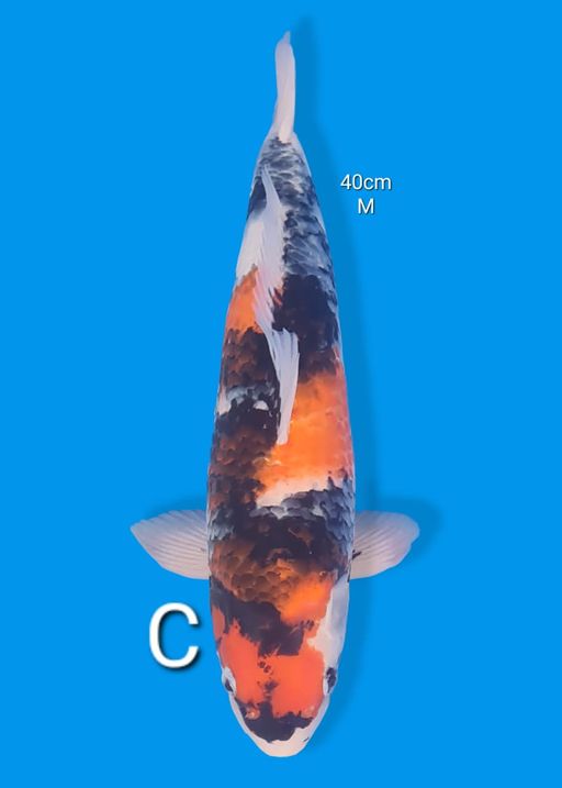 Ikan Koi SHOWA 40cm, lelang koi SHOWA 40cm, jual koi SHOWA 40cm, beli koi SHOWA 40cm, Lelang Koi Online, Jual Beli Ikan Koi, Pusat Jual Beli Koi, Info Lelang Koi Hari Ini, Platform Jual Beli Koi, Jual Beli Ikan Koi Online, Marketplace Ikan Koi, Jual Koi Terbaik, Tempat Beli Koi Berkualitas, Pasar Ikan Koi Online Terpercaya, Penjual Ikan Koi Terpercaya, Beli Koi Hias Online, Ikan Koi untuk Dijual, Koi Kualitas Terbaik, Toko Online Ikan Koi, Koi Hias Untuk Dijual, Jual Beli Ikan Koi Lokal, Koi Indonesia Online, Pusat Jual Beli Koi Terbesar