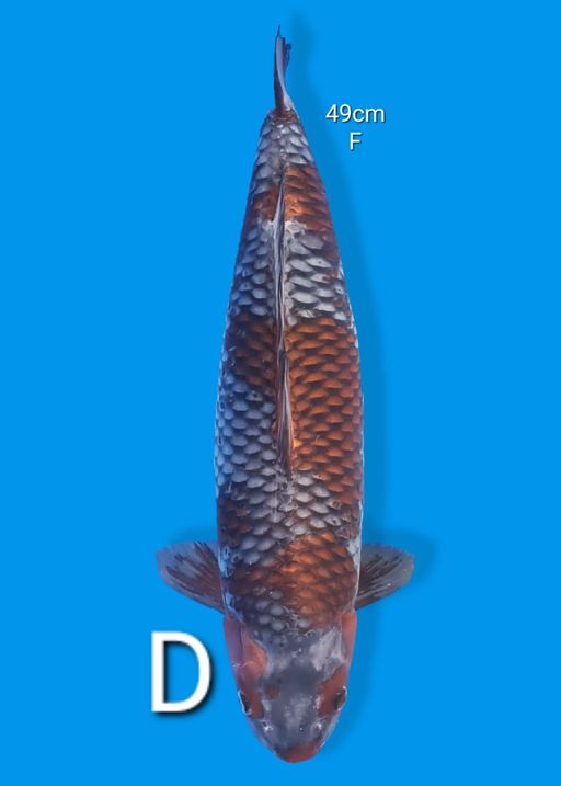Ikan Koi OCHIBA 49cm, lelang koi OCHIBA 49cm, jual koi OCHIBA 49cm, beli koi OCHIBA 49cm, Lelang Koi Online, Jual Beli Ikan Koi, Pusat Jual Beli Koi, Info Lelang Koi Hari Ini, Platform Jual Beli Koi, Jual Beli Ikan Koi Online, Marketplace Ikan Koi, Jual Koi Terbaik, Tempat Beli Koi Berkualitas, Pasar Ikan Koi Online Terpercaya, Penjual Ikan Koi Terpercaya, Beli Koi Hias Online, Ikan Koi untuk Dijual, Koi Kualitas Terbaik, Toko Online Ikan Koi, Koi Hias Untuk Dijual, Jual Beli Ikan Koi Lokal, Koi Indonesia Online, Pusat Jual Beli Koi Terbesar