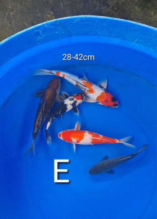 Ikan Koi MIX 42cm, lelang koi MIX 42cm, jual koi MIX 42cm, beli koi MIX 42cm, Lelang Koi Online, Jual Beli Ikan Koi, Pusat Jual Beli Koi, Info Lelang Koi Hari Ini, Platform Jual Beli Koi, Jual Beli Ikan Koi Online, Marketplace Ikan Koi, Jual Koi Terbaik, Tempat Beli Koi Berkualitas, Pasar Ikan Koi Online Terpercaya, Penjual Ikan Koi Terpercaya, Beli Koi Hias Online, Ikan Koi untuk Dijual, Koi Kualitas Terbaik, Toko Online Ikan Koi, Koi Hias Untuk Dijual, Jual Beli Ikan Koi Lokal, Koi Indonesia Online, Pusat Jual Beli Koi Terbesar