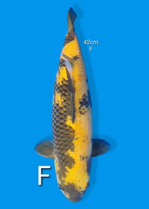 Ikan Koi KI UTSURI 42cm, lelang koi KI UTSURI 42cm, jual koi KI UTSURI 42cm, beli koi KI UTSURI 42cm, Lelang Koi Online, Jual Beli Ikan Koi, Pusat Jual Beli Koi, Info Lelang Koi Hari Ini, Platform Jual Beli Koi, Jual Beli Ikan Koi Online, Marketplace Ikan Koi, Jual Koi Terbaik, Tempat Beli Koi Berkualitas, Pasar Ikan Koi Online Terpercaya, Penjual Ikan Koi Terpercaya, Beli Koi Hias Online, Ikan Koi untuk Dijual, Koi Kualitas Terbaik, Toko Online Ikan Koi, Koi Hias Untuk Dijual, Jual Beli Ikan Koi Lokal, Koi Indonesia Online, Pusat Jual Beli Koi Terbesar